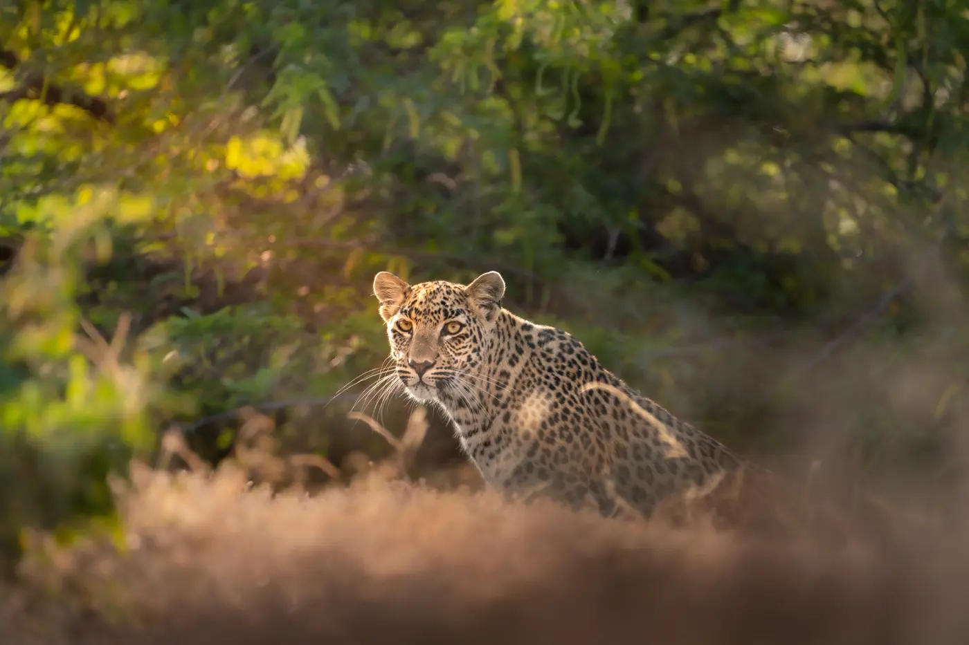 Morning Leopard Safari