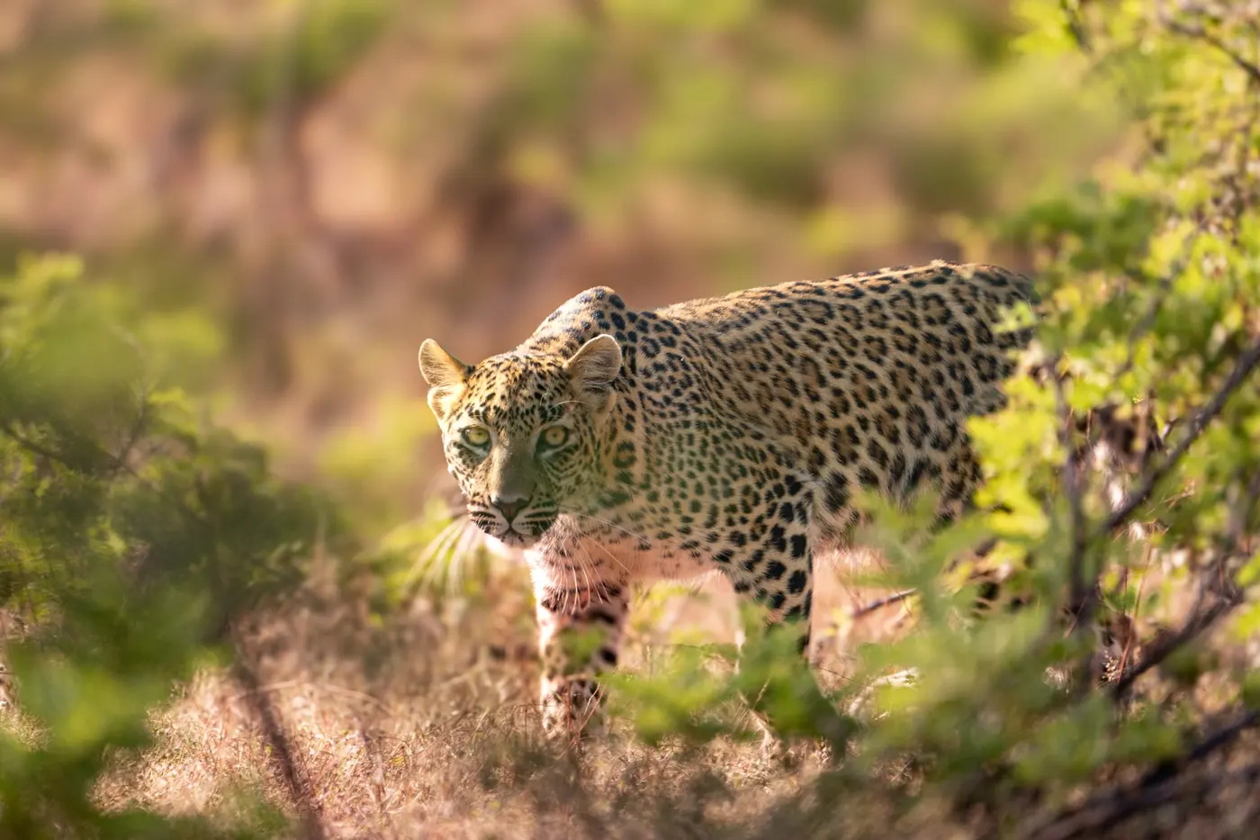 Evening Leopard Safari