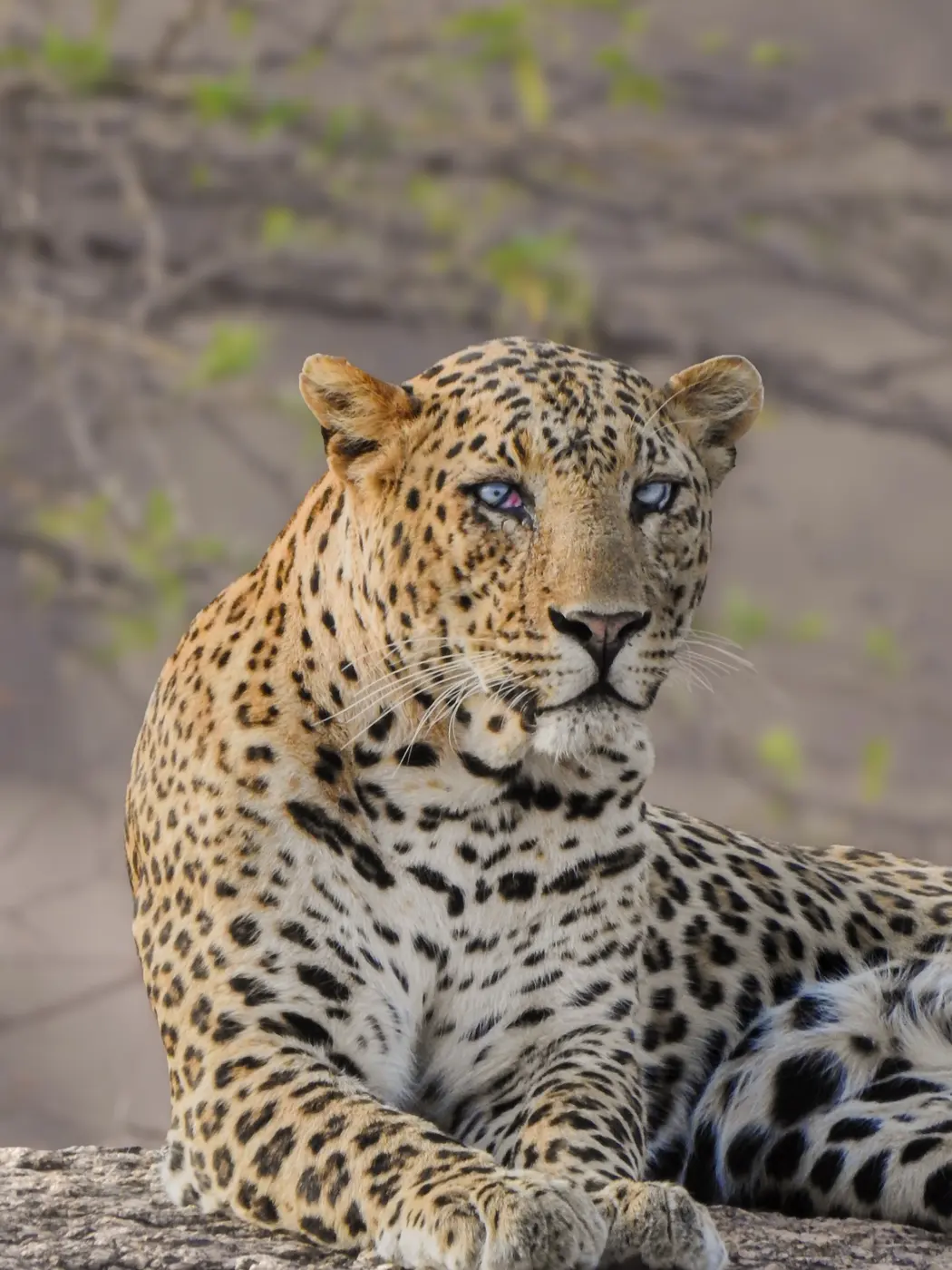 Morning & Evening Leopard Safari