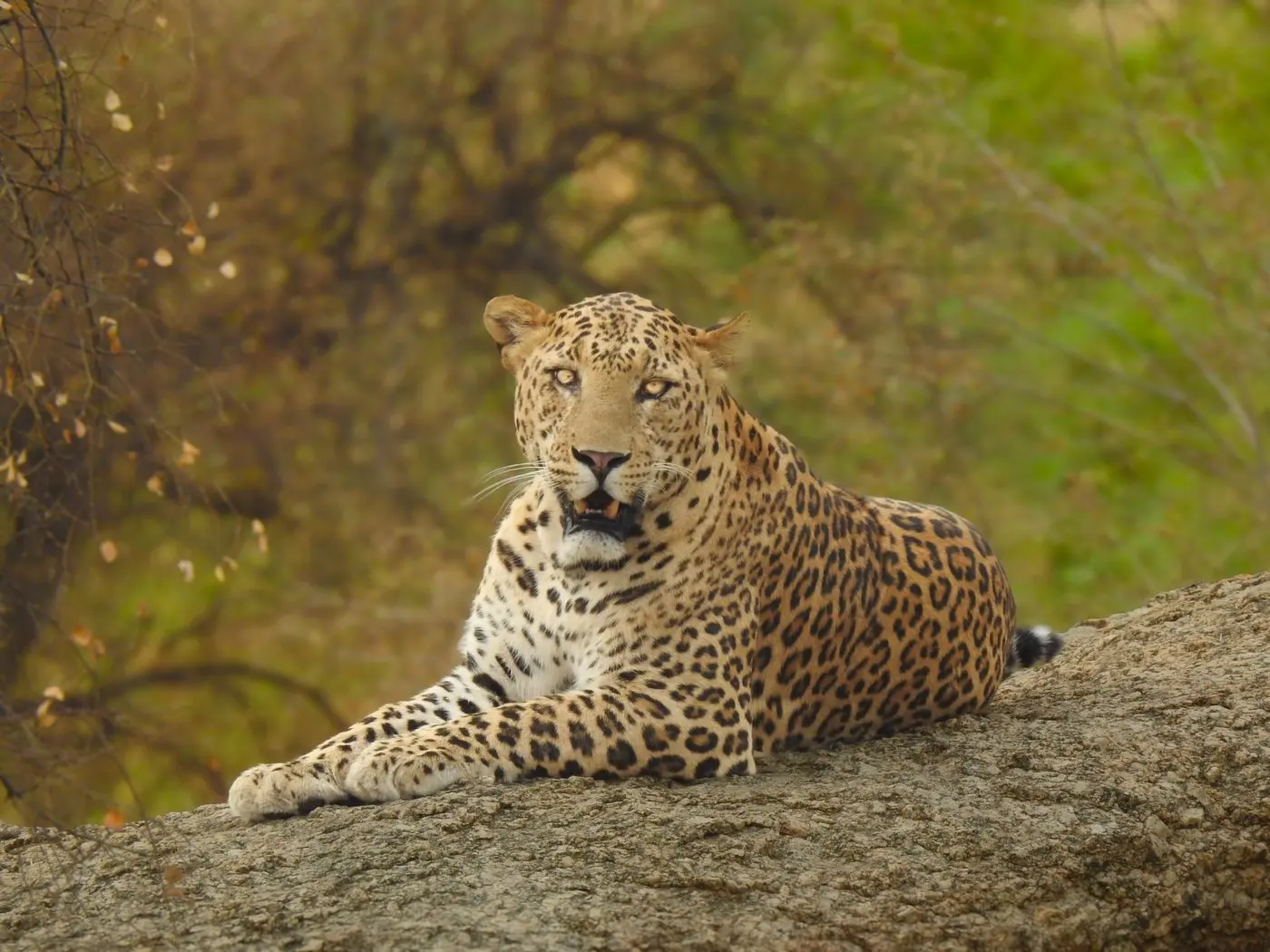 Leopard resting during a Morning Safari in Jawai