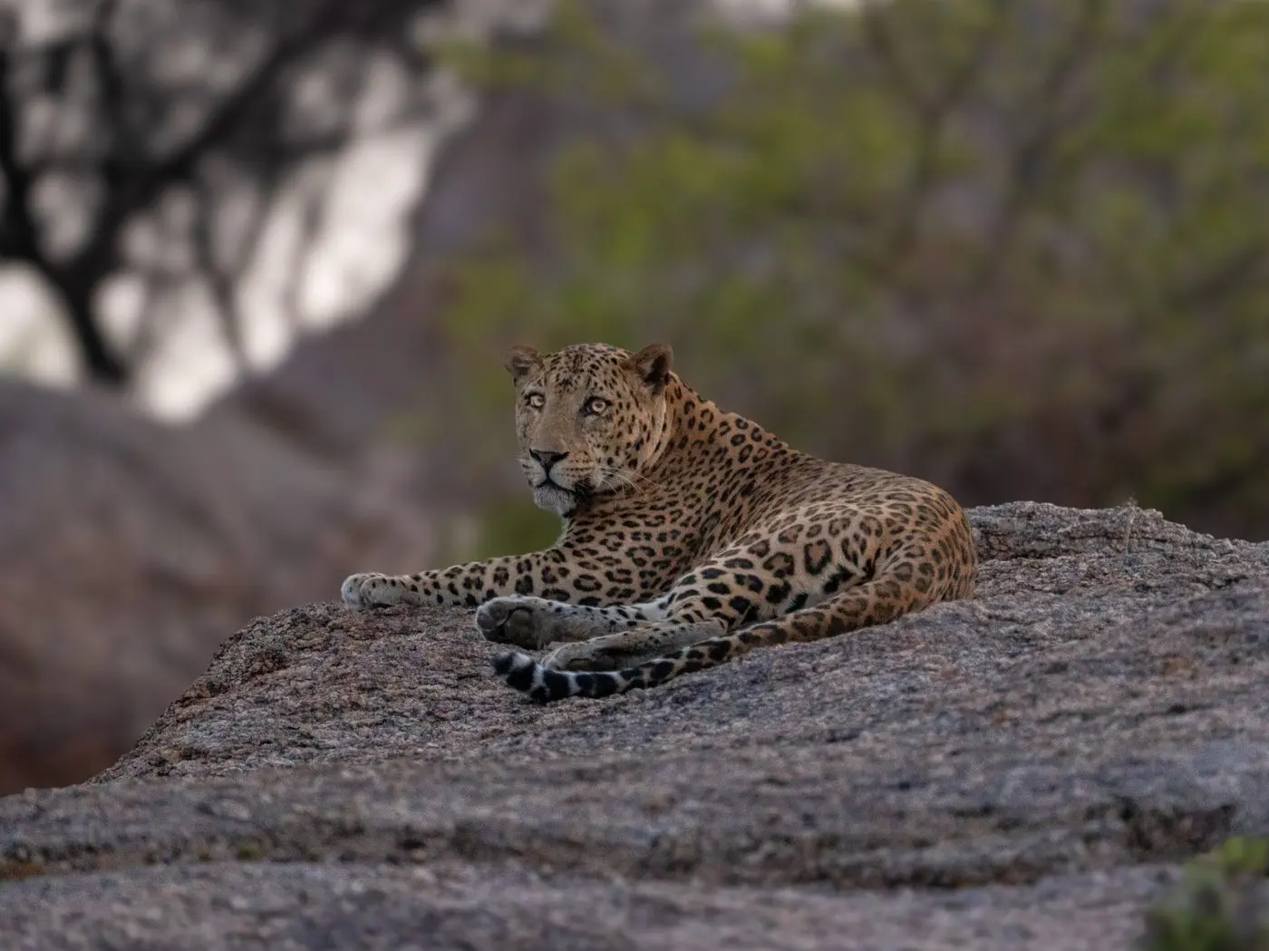 Leopard on Jawai granite rocks in a safari zone