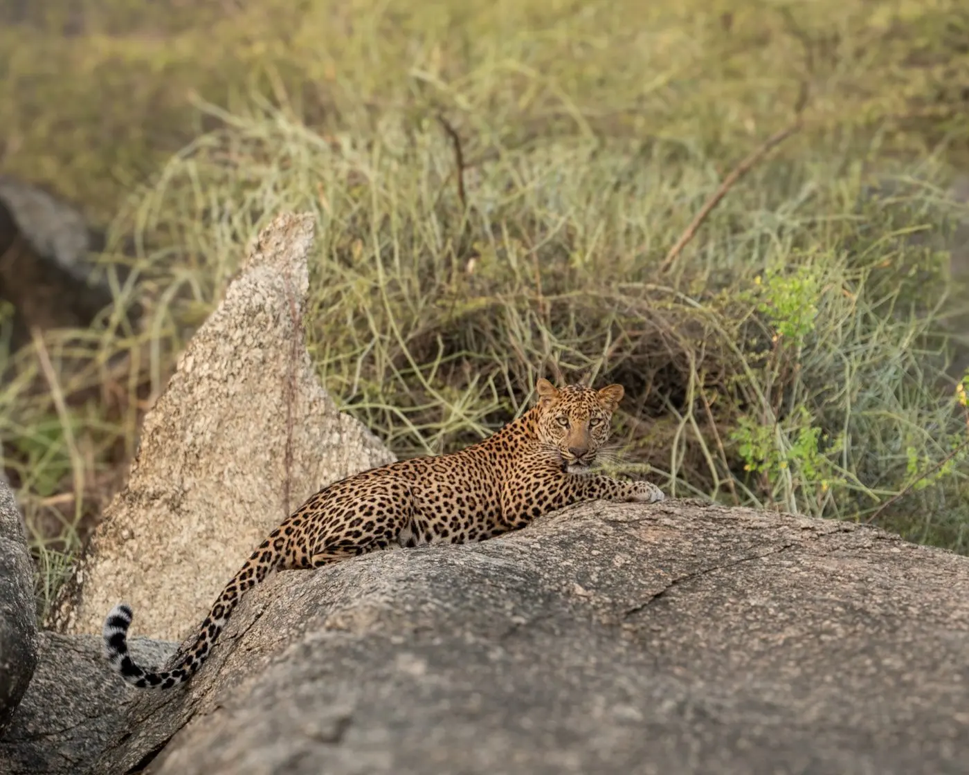 Leopard relaxing on Jawai rocks during an evening safari