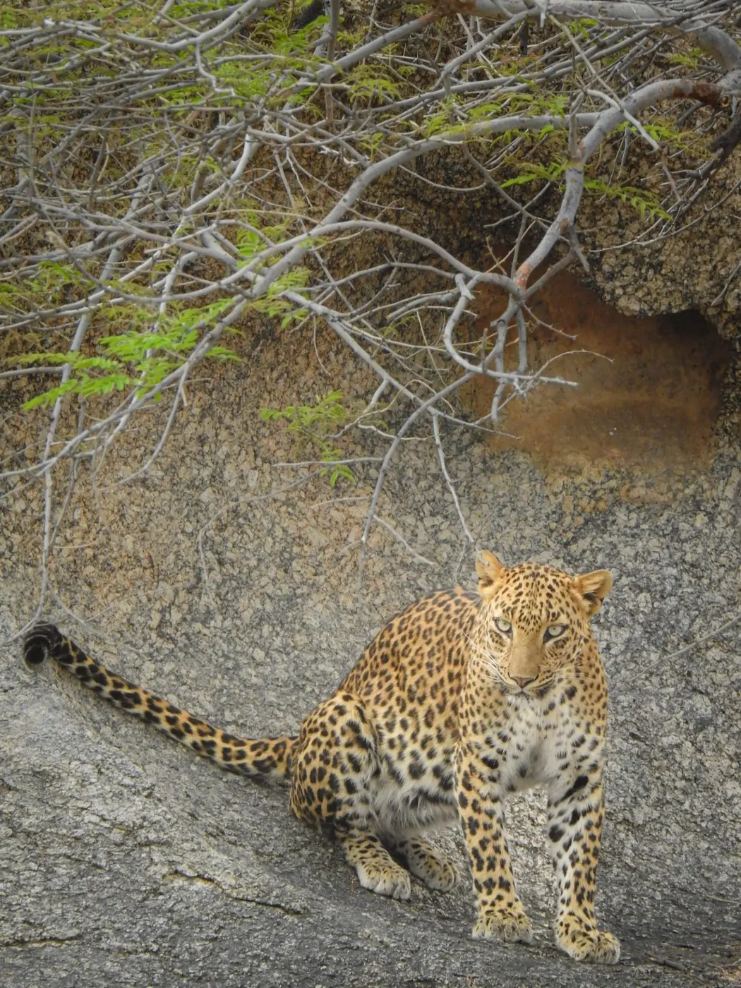 Leopard in another Jawai safari zone