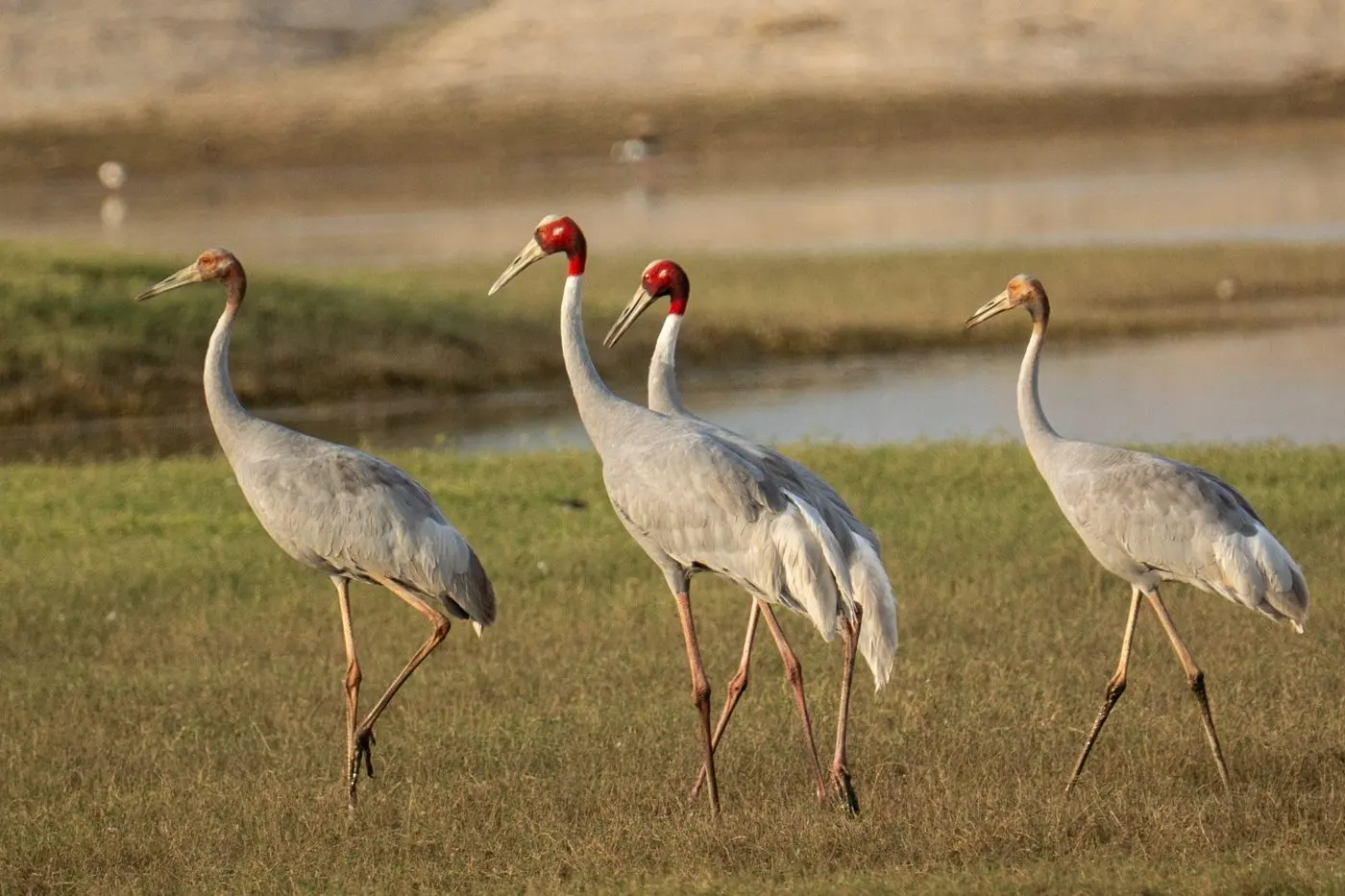 Sarus cranes in the Jawai wetland landscape