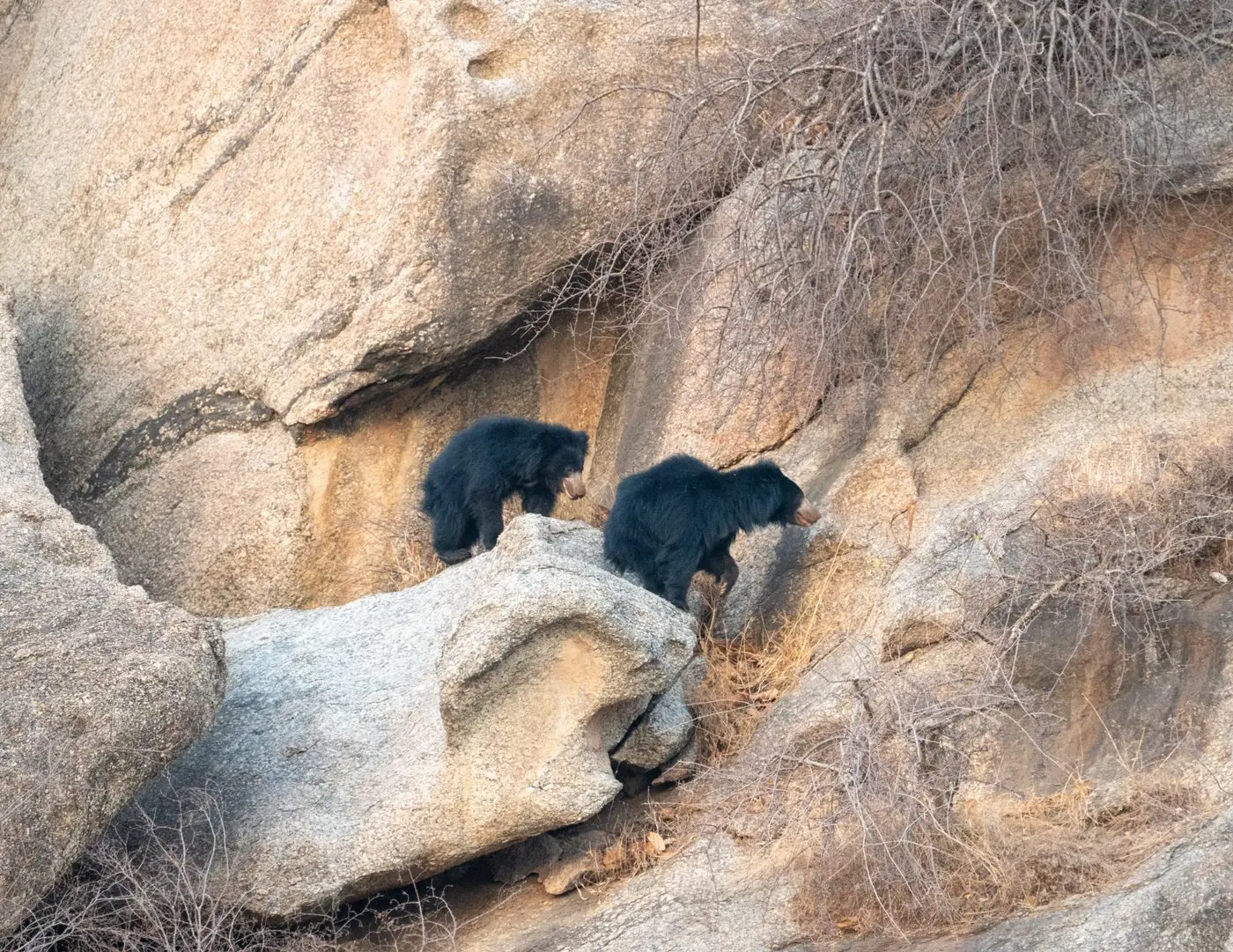 Sloth bears among the granite rocks of Jawai