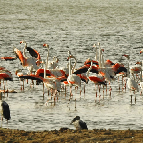 IMMIGRANT BIRDS Observing