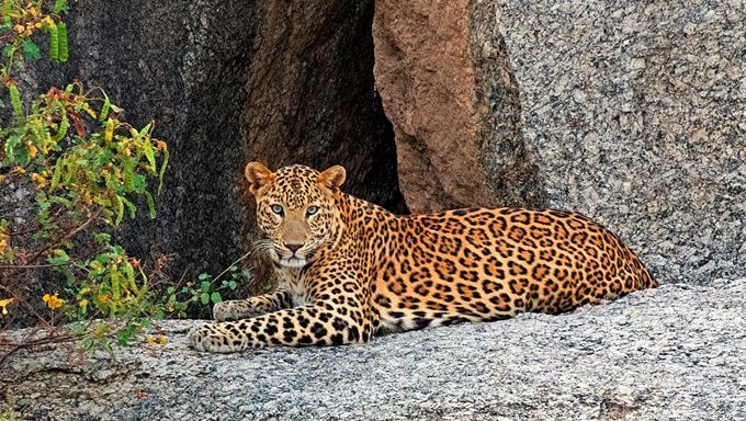 leopard Safari